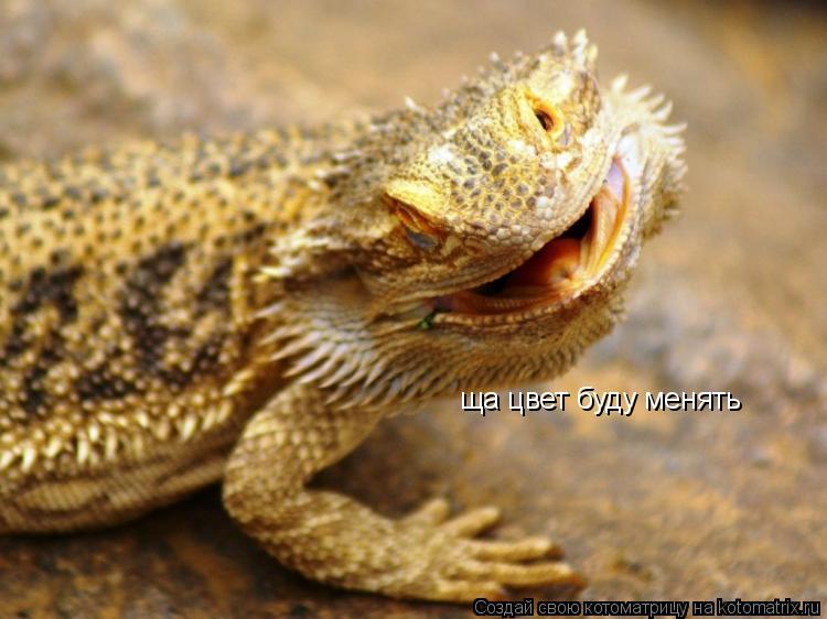 Котоматрица: ща цвет буду менять