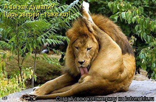 Котоматрица: А вы как думали? Царь зверей - тоже кот!