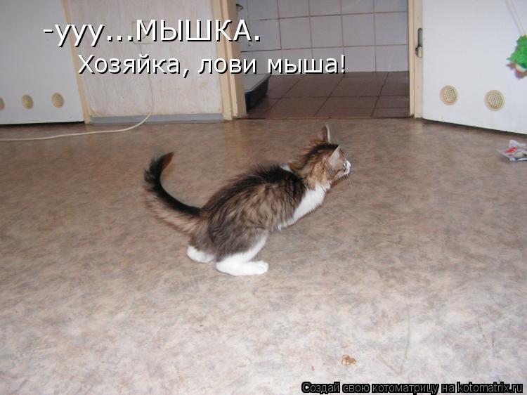 Котоматрица: -ууу...МЫШКА.  Хозяйка, лови мыша!