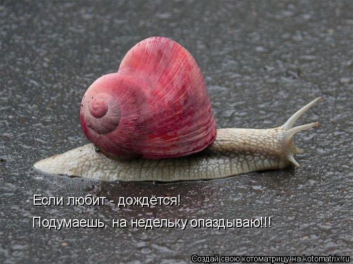 Котоматрица: Если любит - дождётся! Подумаешь, на недельку опаздываю!!!
