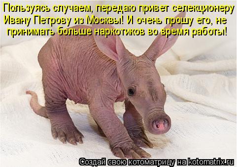 Пользуясь случаем, передаю привет селекционеру Ивану Петрову из Москвы! И очень прошу его, не приним... Котоматрица: Пользуясь случаем, передаю привет селекционеру Ивану Петрову из Москвы! И очень прошу его, не принимать больше наркотиков во время работы!