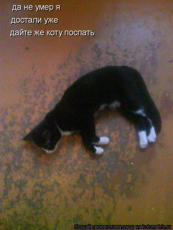 да не умер я достали уже дайте же коту поспать... Котоматрица: да не умер я достали уже дайте же коту поспать