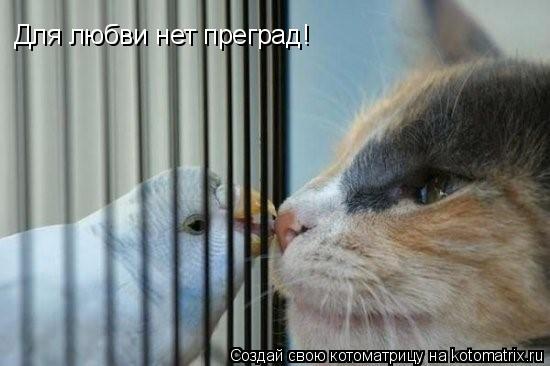 Для любви нет преград!... Котоматрица: Для любви нет преград!