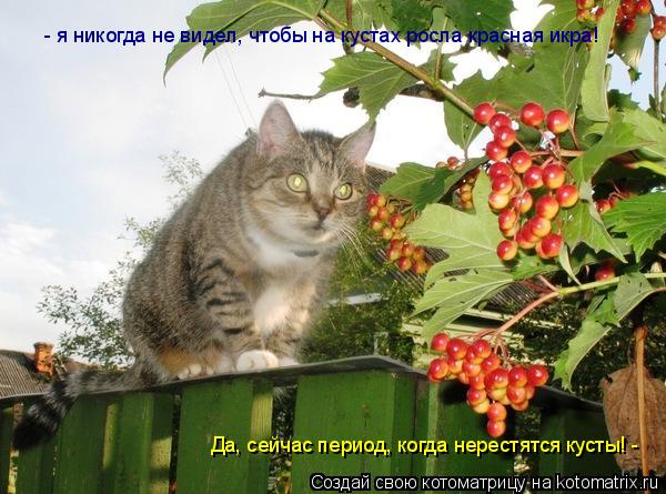 Котоматрица: - я никогда не видел, чтобы на кустах росла красная икра! Да, сейчас период, когда нерестятся кусты! -