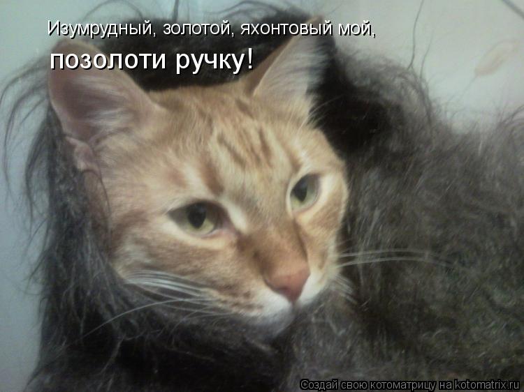 Котоматрица: Изумрудный, золотой, яхонтовый мой, позолоти ручку!