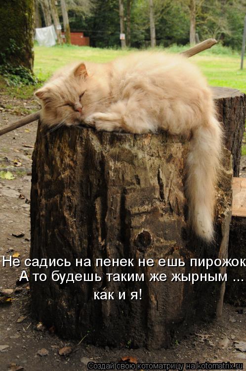 Котоматрица: Не садись на пенек не ешь пирожок, как и я! А то будешь таким же жырным ...