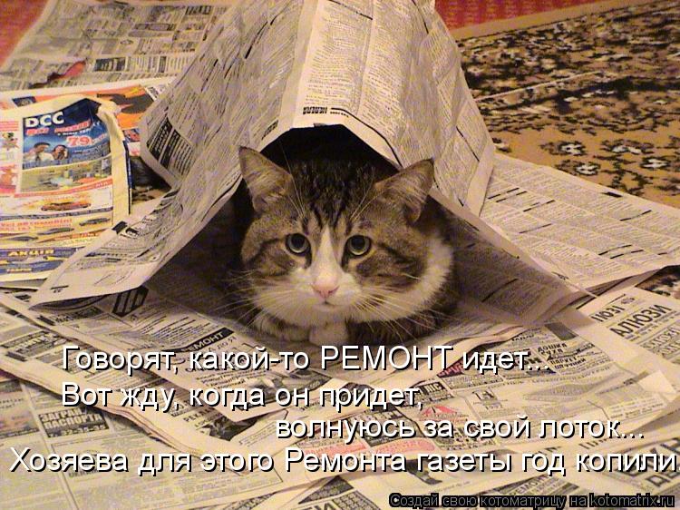 Котоматрица: Говорят, какой-то РЕМОНТ идет... Вот жду, когда он придет,  волнуюсь за свой лоток... Хозяева для этого Ремонта газеты год копили...