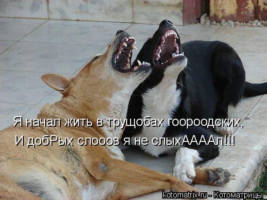 Котоматрица: Я начал жить в трущобах гоороодских, И добРых слооов я не слыхААААл!!!