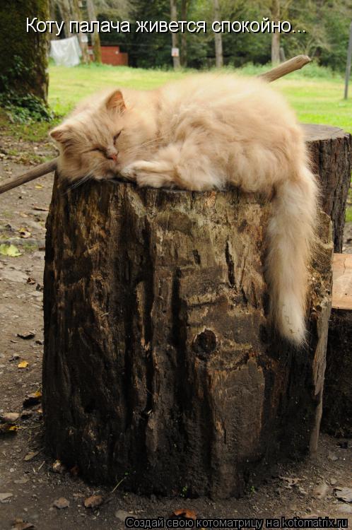 Котоматрица: Коту палача живется спокойно...