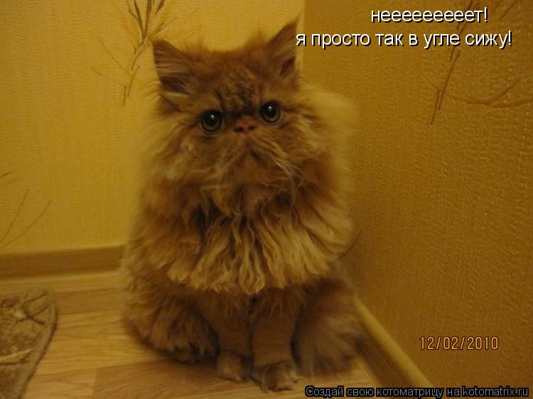 Котоматрица: нееееееееет! я просто так в угле сижу!