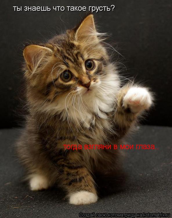 Котоматрица: ты знаешь что такое грусть? тогда взгляни в мои глаза..
