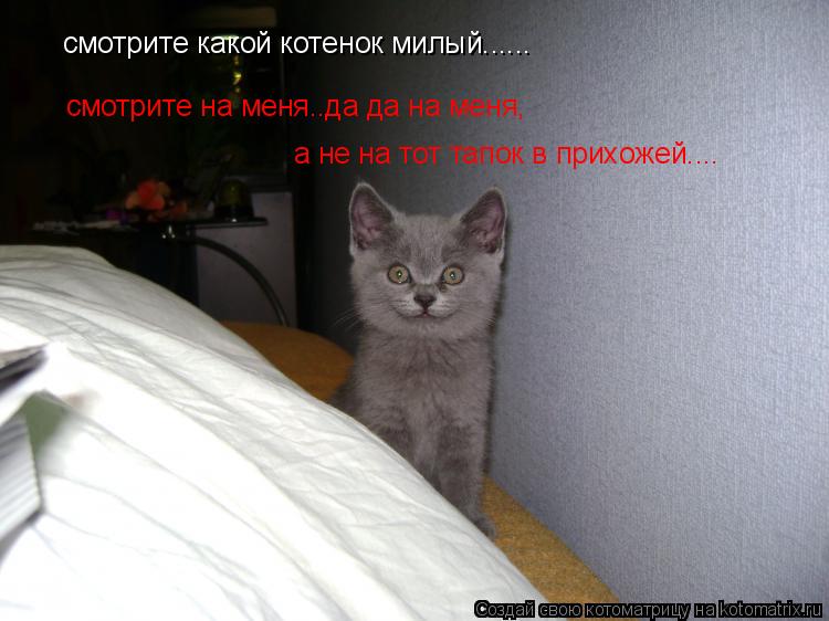 Котоматрица: смотрите какой котенок милый...... смотрите на меня..да да на меня,   а не на тот тапок в прихожей....