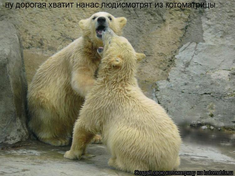 Котоматрица: ну дорогая хватит нанас людисмотрят из котоматрицы