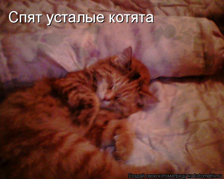 Котоматрица: Спят усталые котята