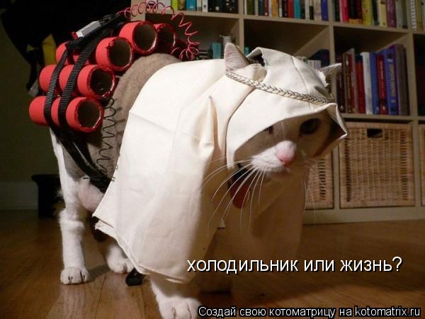 Котоматрица: холодильник или жизнь?