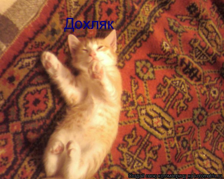 Котоматрица: Кайфажор Дохляк