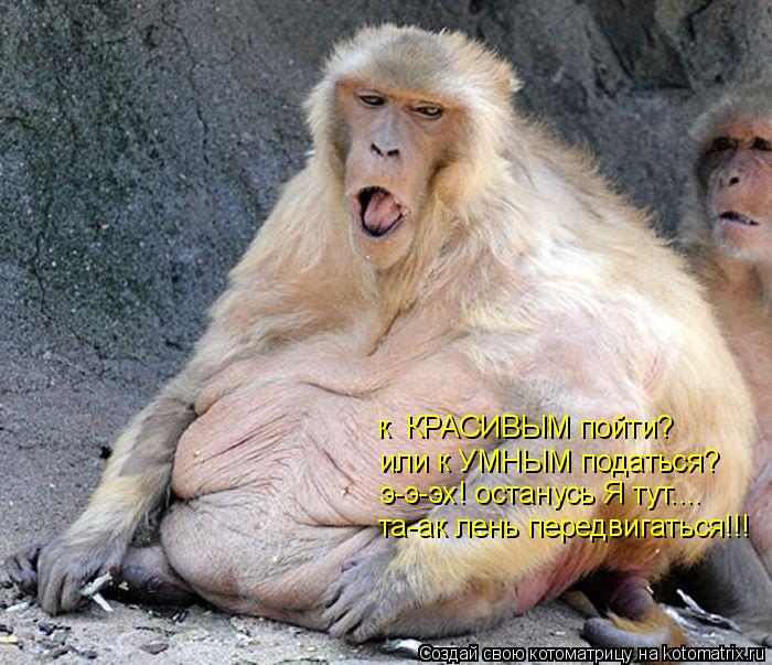 Котоматрица: к  КРАСИВЫМ пойти? или к УМНЫМ податься? э-э-эх! останусь Я тут.... та-ак лень передвигаться!!!