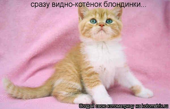 Котоматрица: cразу видно-котёнок блондинки...