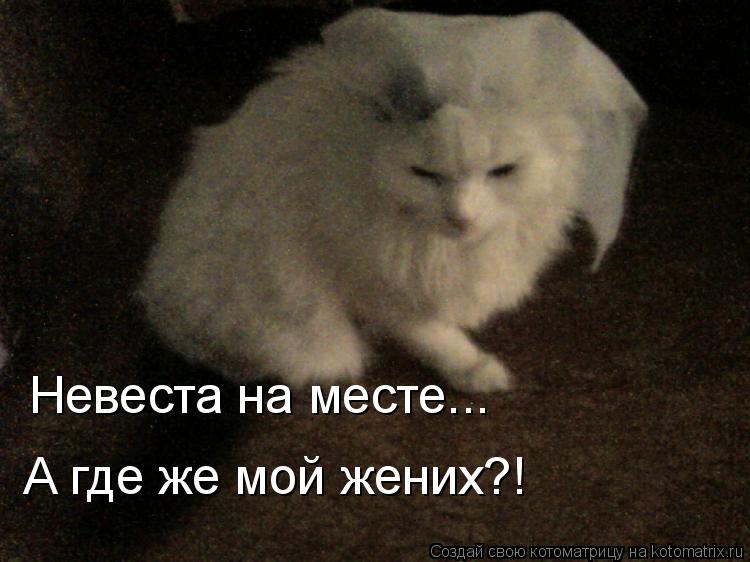 Котоматрица: Невеста на месте... А где же мой жених?!