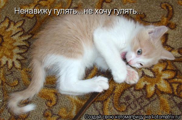 Котоматрица: Ненавижу гулять...не хочу гулять...