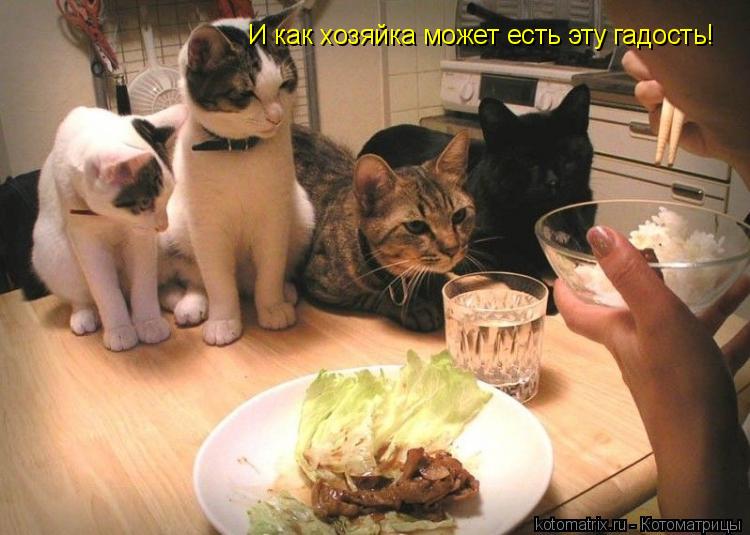 Котоматрица: И как хозяйка может есть эту гадость!