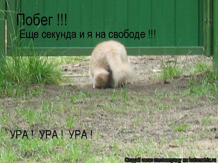 Котоматрица: Побег !!! Еще секунда и я на свободе !!! УРА !  УРА !  УРА ! УРА !  УРА !  УРА !
