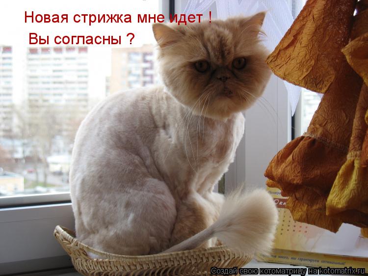 Котоматрица: Новая стрижка мне идет ! Вы согласны ?