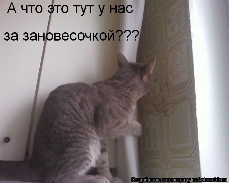 Котоматрица: А что это тут у нас за зановесочкой???