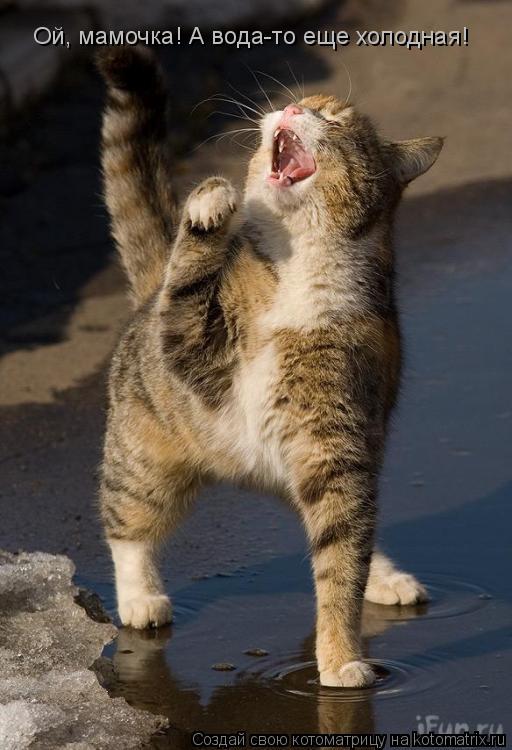 Котоматрица: Ой, мамочка! А вода-то еще холодная!