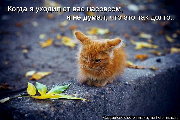 я не думал, что это так долго... Когда я уходил от вас насовсем,... Котоматрица: я не думал, что это так долго... Когда я уходил от вас насовсем,