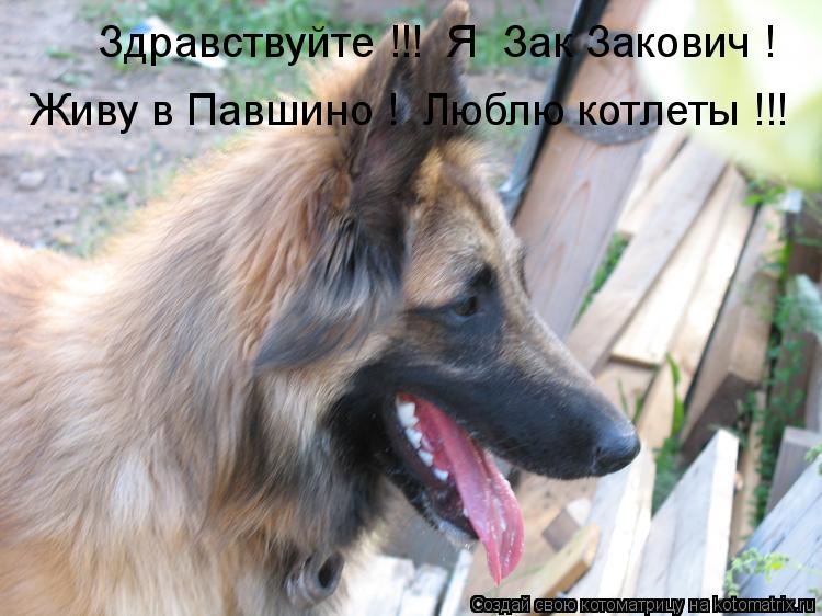 Котоматрица: Здравствуйте !!!  Я  Зак Закович ! Живу в Павшино !  Люблю котлеты !!!