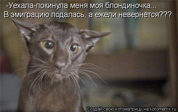 Котоматрица: -Уехала-покинула меня моя блондиночка... В эмиграцию подалась, а ежели невернётся???