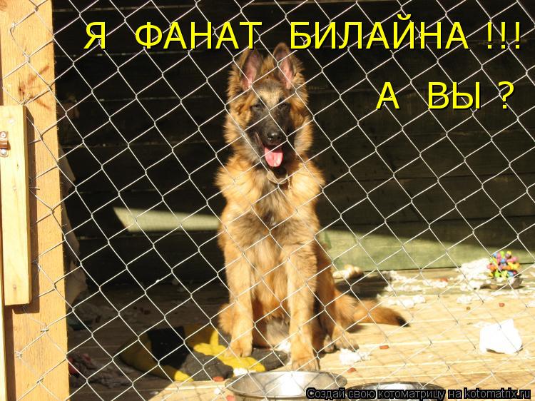 Котоматрица: А  ВЫ ? Я  ФАНАТ  БИЛАЙНА !!!