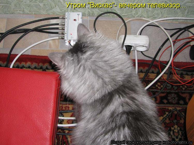 Котоматрица: Утром "Вискас"- вечером телевизор...
