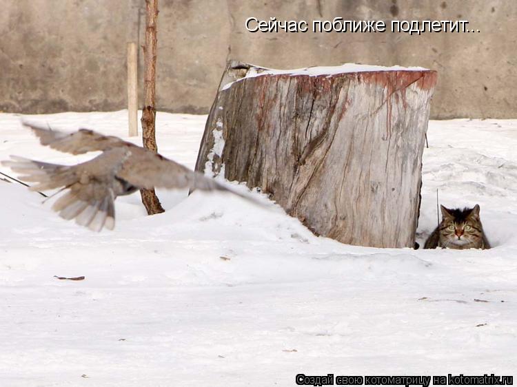 Котоматрица: Сейчас поближе подлетит...