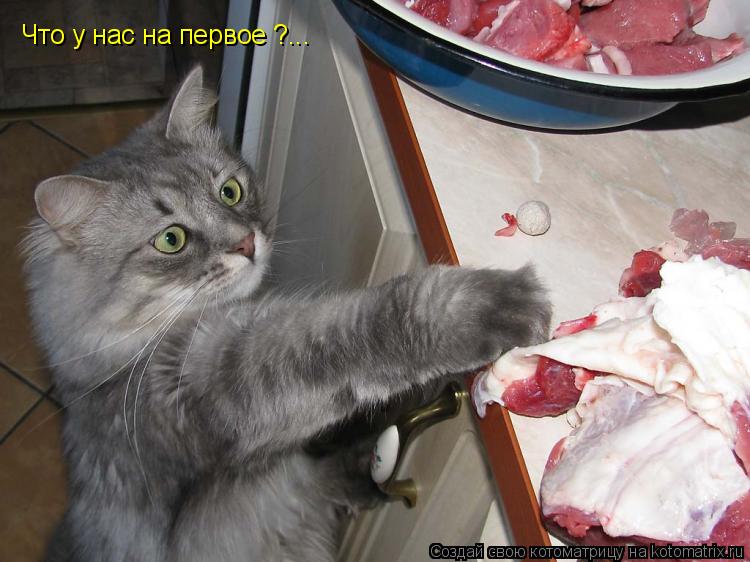 Котоматрица: Что у нас на первое ?...