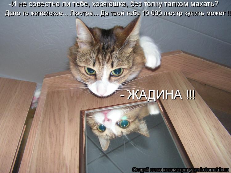Котоматрица: -И не совестно ли тебе, хозяюшка, без толку тапком махать? Дело то житейское... Люстра... Да твой тебе 10 000 люстр купить может !!!  - ЖАДИНА !!!