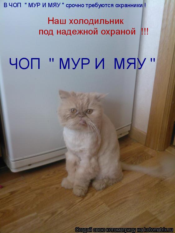 Котоматрица: под надежной охраной  !!! ЧОП  " МУР И  МЯУ " В ЧОП  " МУР И МЯУ " срочно требуются охранники ! Наш холодильник