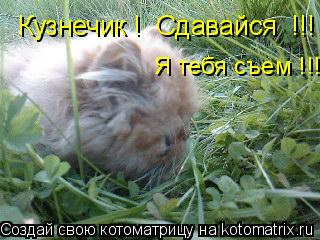 Котоматрица: Кузнечик !  Сдавайся  !!! Я тебя съем !!!