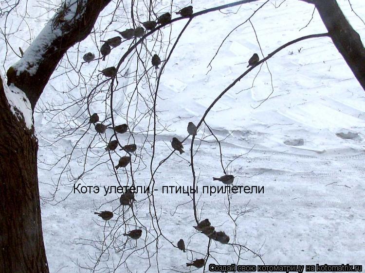 Котоматрица: Котэ улетели - птицы прилетели
