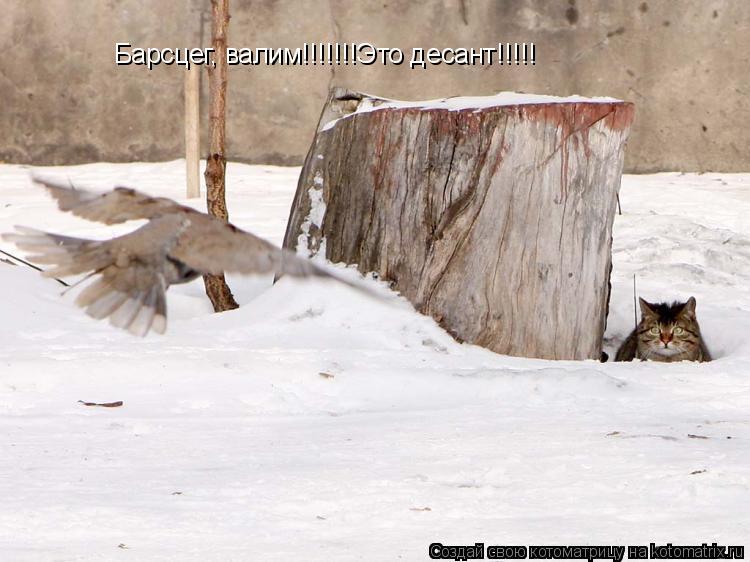 Котоматрица: Барсцег, валим!!!!!!!Это десант!!!!!