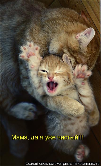 Котоматрица: Мама, да я уже чистый!!!