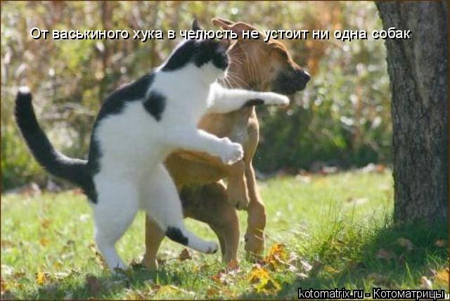 Котоматрица: От васькиного хука в челюсть не устоит ни одна собак