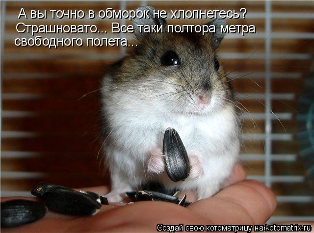 Котоматрица: А вы точно в обморок не хлопнетесь? Страшновато... Все таки полтора метра  свободного полета...