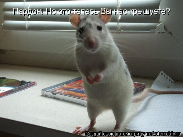 Котоматрица: Пардон! Но это теперь Вы нас крышуете?