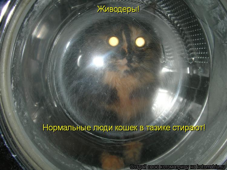 Котоматрица: Живодеры!  Нормальные люди кошек в тазике стирают!