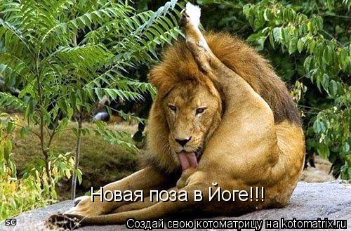 Котоматрица: Новая поза в Йоге!!!