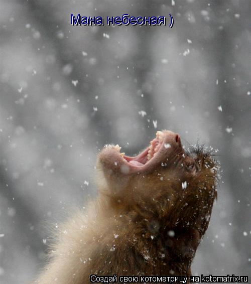 Котоматрица: Мана небесная ) Мана небесная )