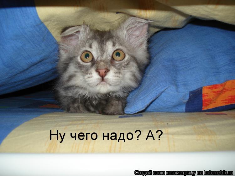 Котоматрица: Ну чего надо? А?