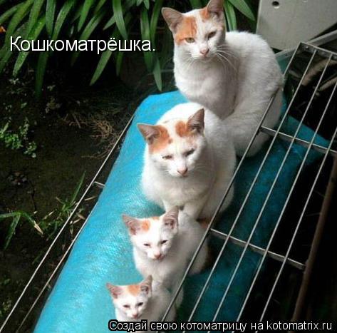 Котоматрица: Кошкоматрёшка.